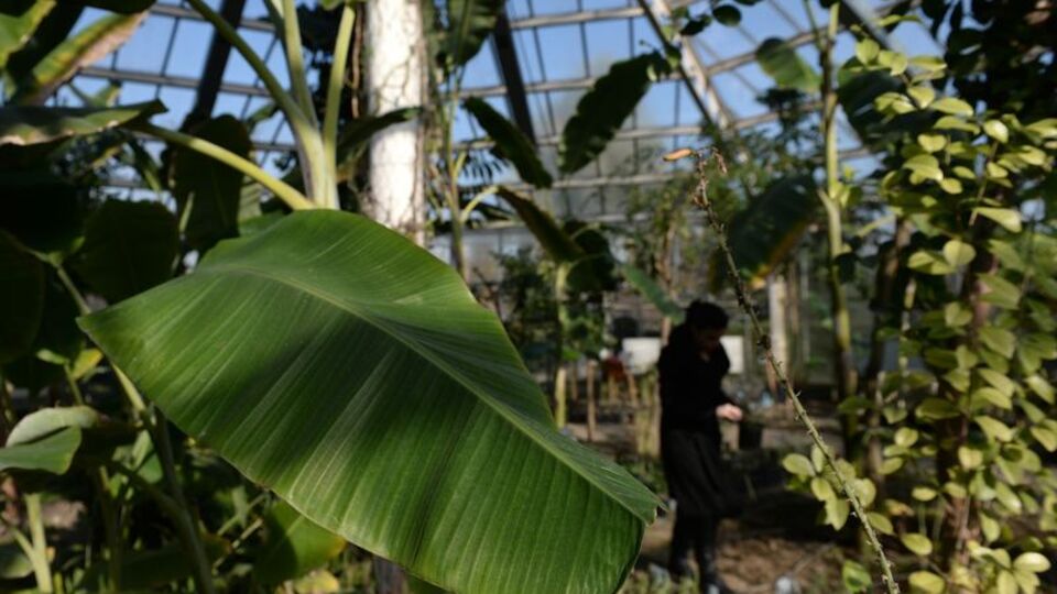 Şifayı evinizde yetiştirdiğiniz bitkiyle bulun