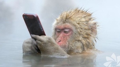 Sevimli maymunlar...