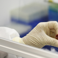 Domuz gribi can aldı