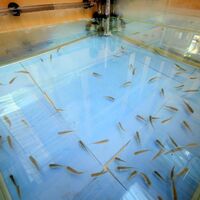 'Doktor balıklar'a görev!