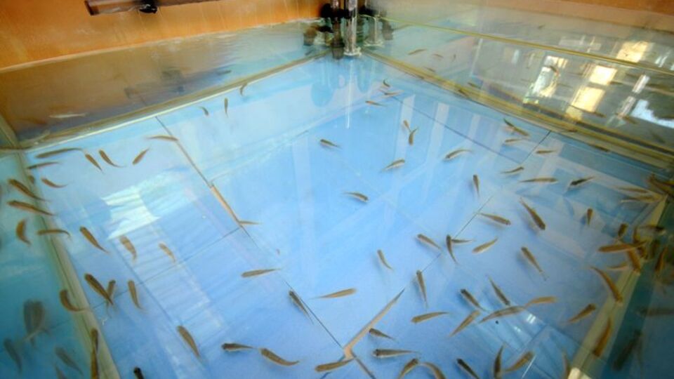 'Doktor balıklar'a görev!