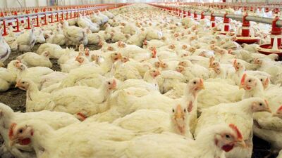 "Türkiye'de organik tavuk yok"