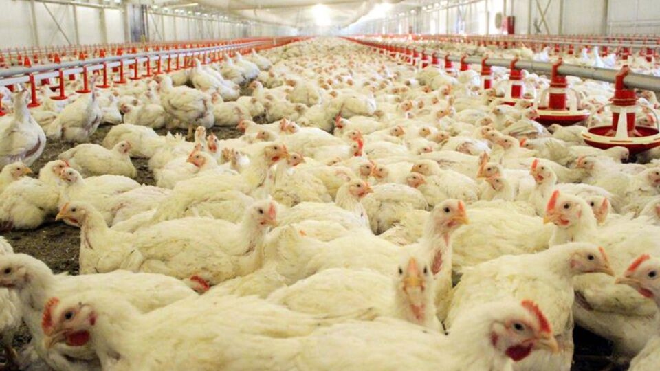 "Türkiye'de organik tavuk yok"