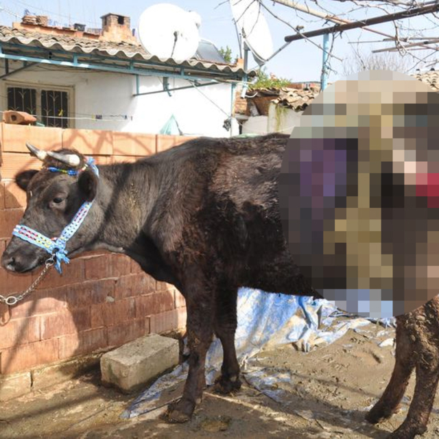 Gebe ineğin karnından bakın ne çıktı!