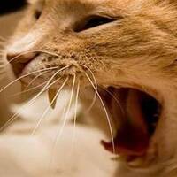 9 köye kuduz karantinası