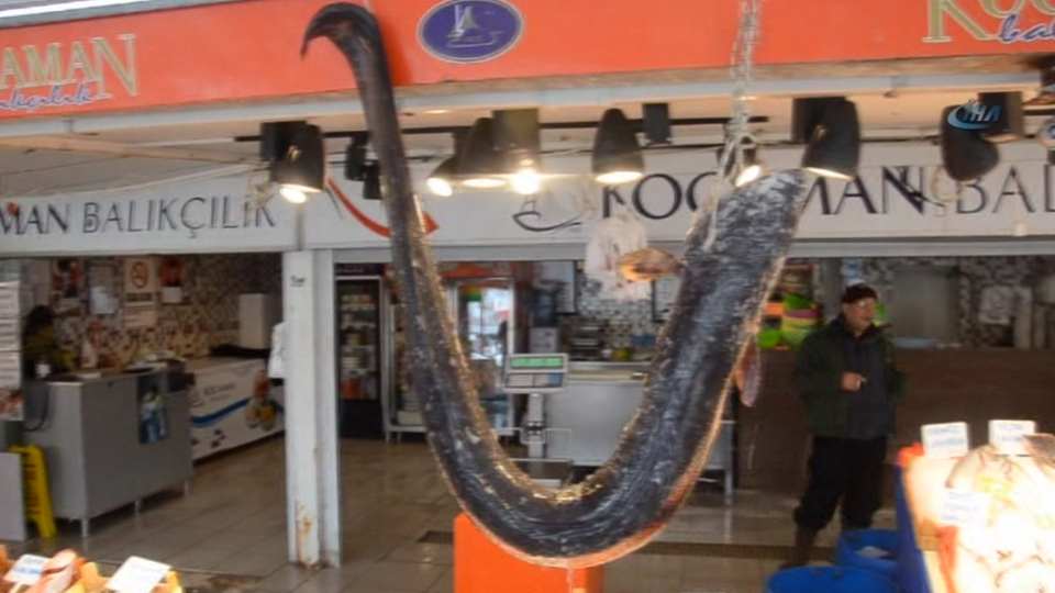 Piton değil balık!