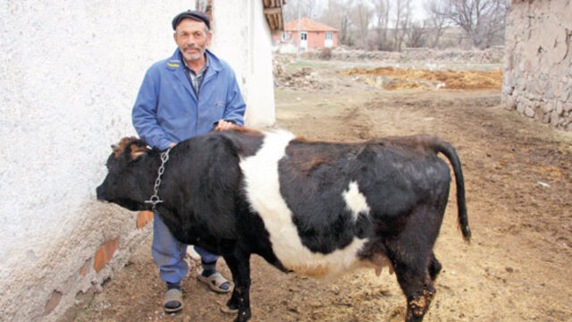 Bu inek görenleri şaşırtıyor