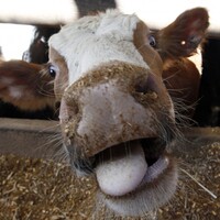 Kanada'da Deli Dana vakası görüldü!