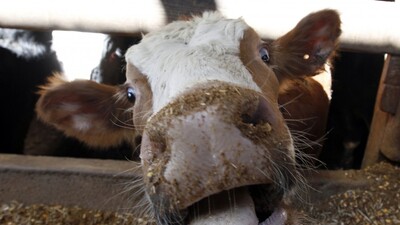 Kanada'da Deli Dana vakası görüldü!