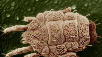 Ev tozları (Mite) tehlike saçıyor!