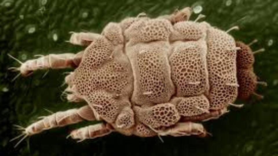 Ev tozları (Mite) tehlike saçıyor!