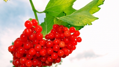 `Gilaboru´ her derde deva