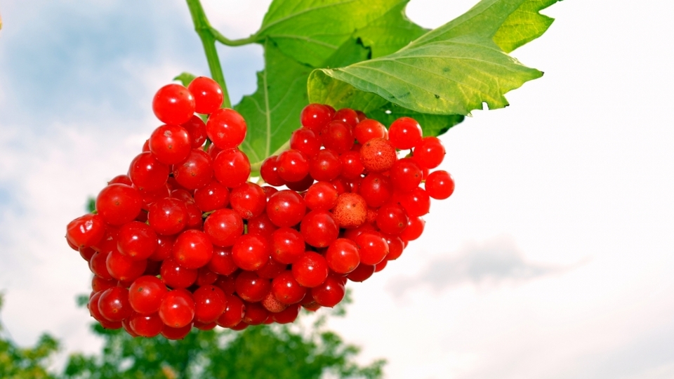 `Gilaboru´ her derde deva