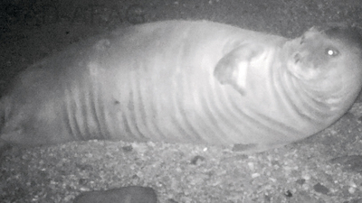 Akdeniz foku görüntülendi