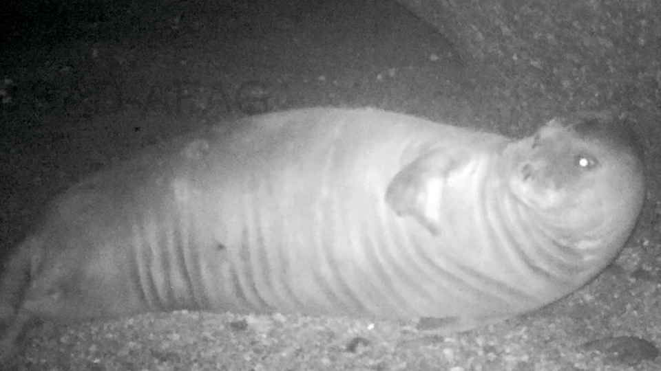 Akdeniz foku görüntülendi