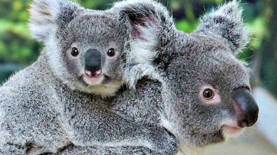 686 koala öldürüldü