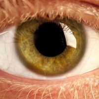 AYM’den izinsiz kornea nakline vize