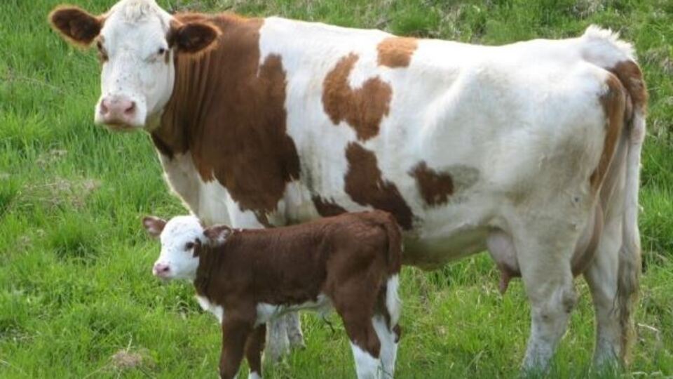 Ömrümüz boyunca 7500 hayvan yiyoruz