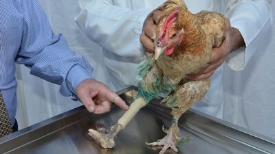 Tavuğa protez bacak takıldı