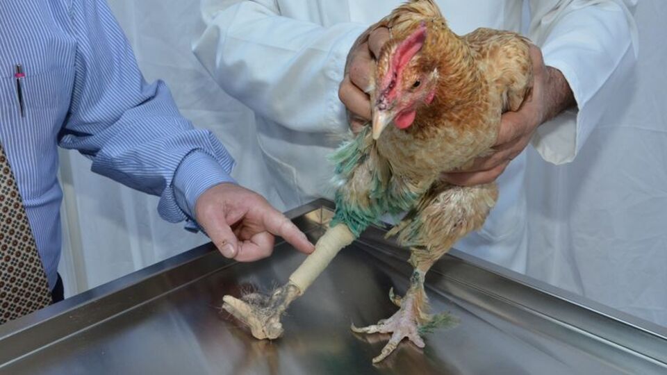 Tavuğa protez bacak takıldı