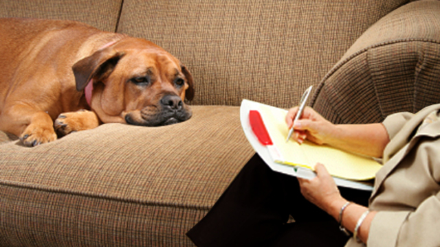 Panik atak geçiren köpeğin hikayesi!