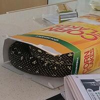 Mısır gevreği kutusundan piton çıktı