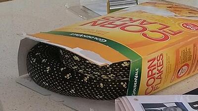 Mısır gevreği kutusundan piton çıktı