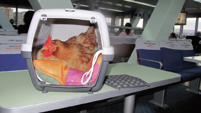 En yakın dostum bir tavuk