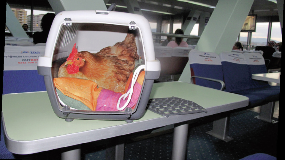 En yakın dostum bir tavuk