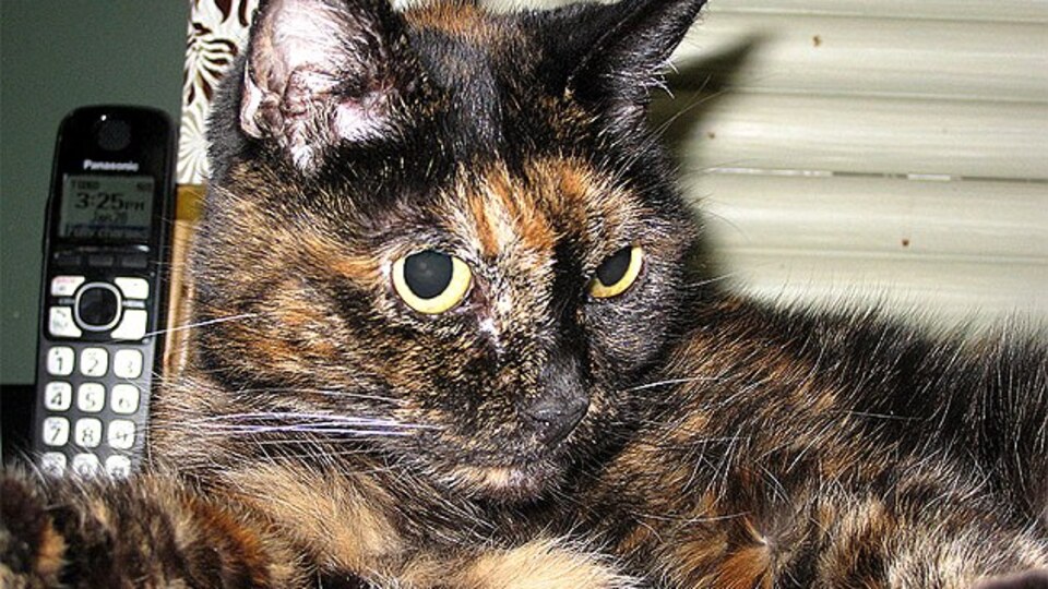En yaşlı kedi