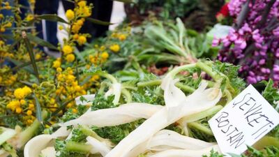 Bu otlar şifa deposu!