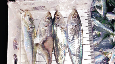 Denizlerde kaçak avcılığa baskın