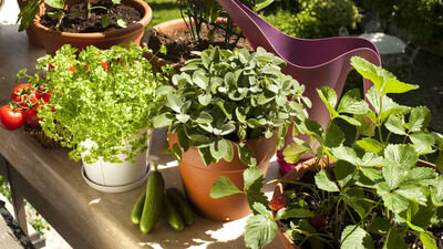 Balkonda hangi sebze-meyve nasıl yetiştirilir?