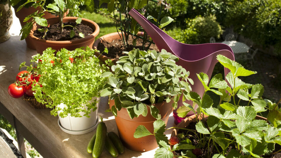 Balkonda hangi sebze-meyve nasıl yetiştirilir?