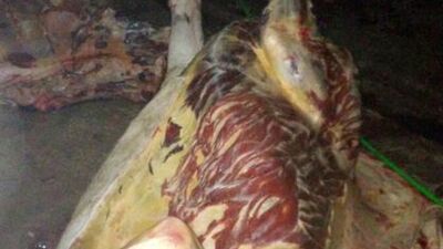 Adana'da at eti dehşeti!