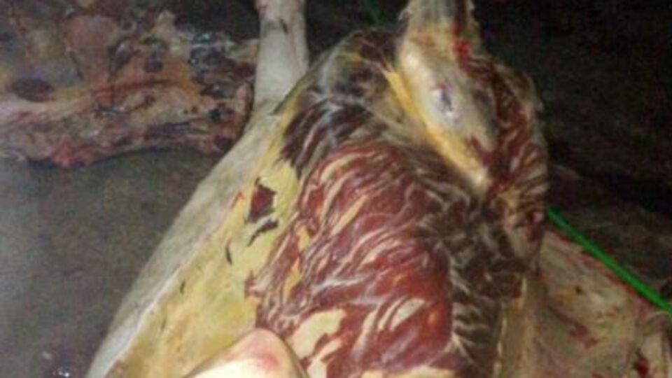 Adana'da at eti dehşeti!