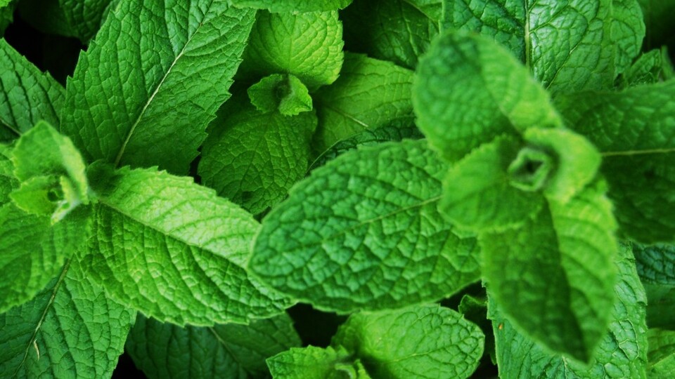 Sigaraya yeni bir yasak!