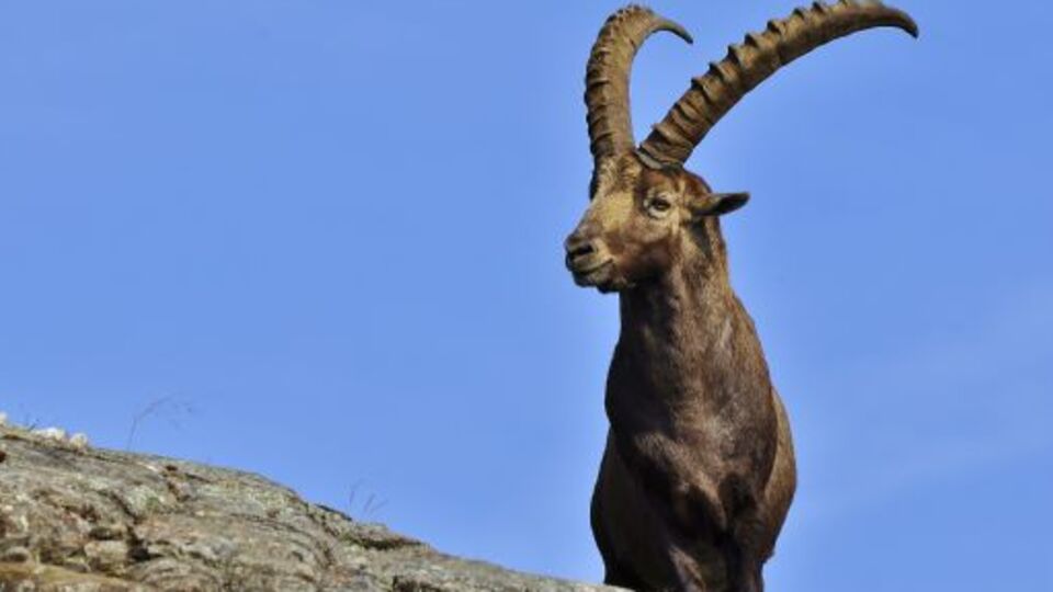 Keçi başı 18 bin TL verdiler