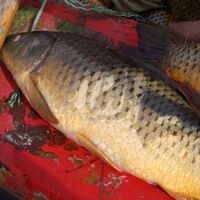 Üzerinde "Allah" yazan balık yakalandı