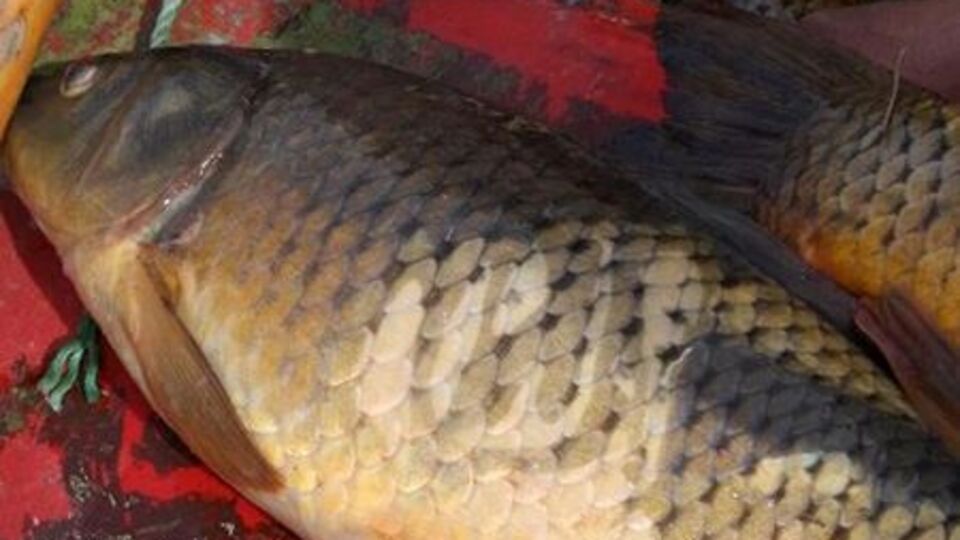 Üzerinde "Allah" yazan balık yakalandı