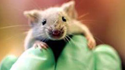 Beynin 'cinsiyeti' değiştirildi