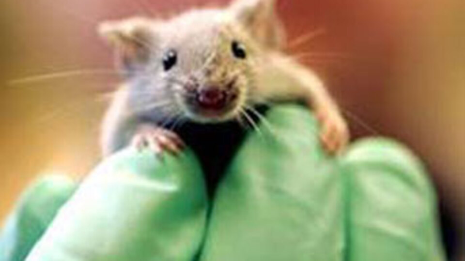 Beynin 'cinsiyeti' değiştirildi