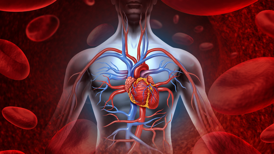 Kalp hücreleri kendi kendini yenileyecek