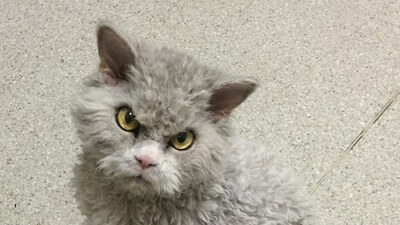 'Kötü kedi' artık fenomen