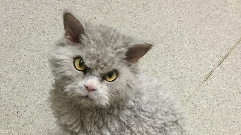 'Kötü kedi' artık fenomen