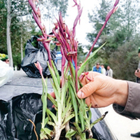 Macar botanikçiye suçüstü
