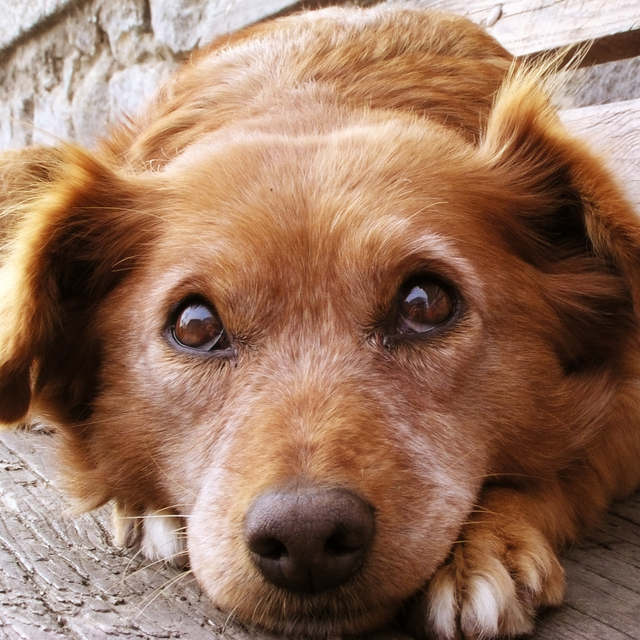 Köpek burnuyla kanser teşhisi