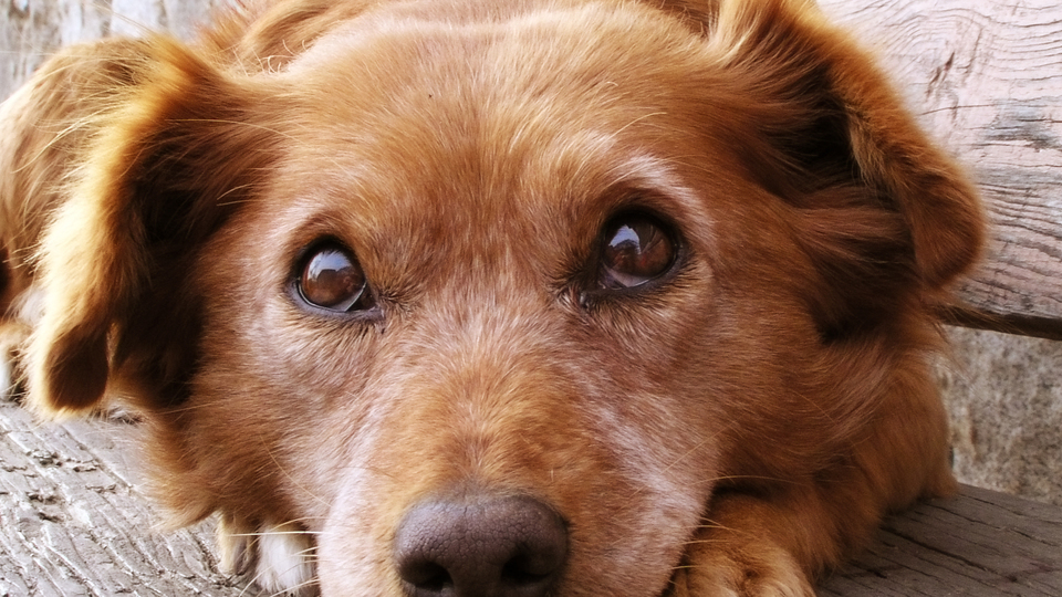 Köpek burnuyla kanser teşhisi