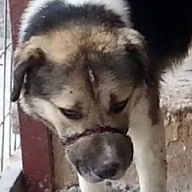 Köpeğe ipli vahşet