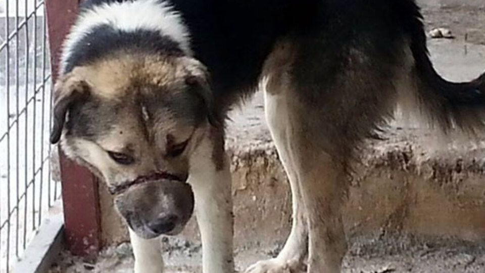Köpeğe ipli vahşet
